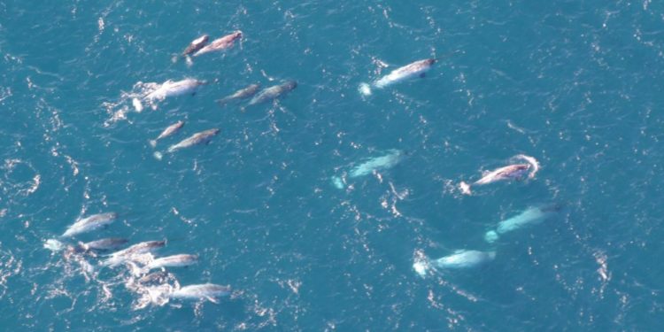 Est-ce que les dauphins existent ?