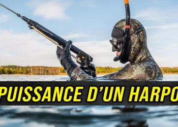 Quelle est la puissance d'un doberman ?