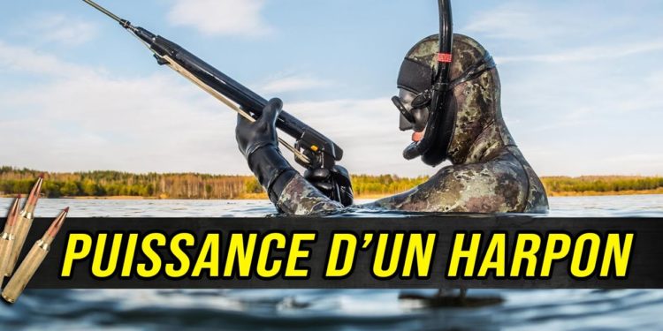 Quelle est la puissance d'un doberman ?