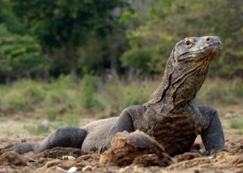 Où vit le dragon du Komodo ?