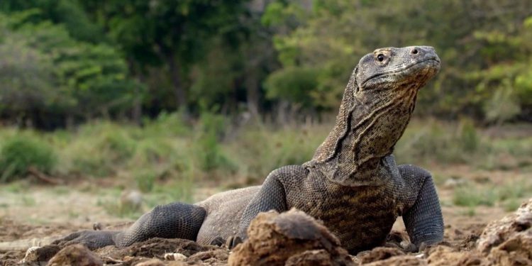 Où vit le dragon du Komodo ?