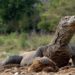 Où vit le dragon du Komodo ?