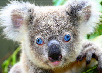 Quel est le mode de vie du koala ?