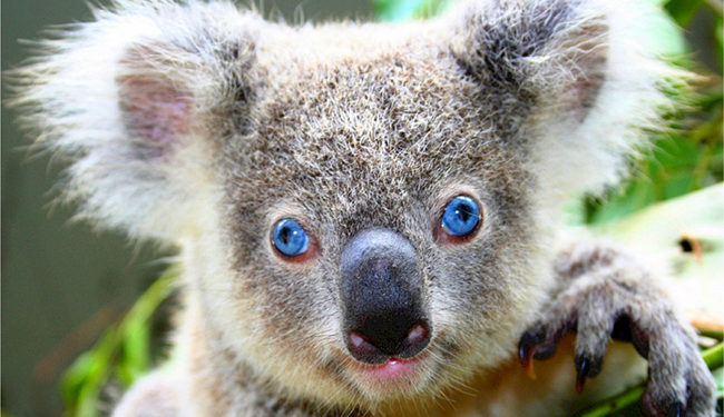 Quel est le mode de vie du koala ?