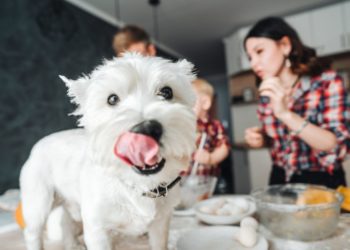 Est-ce que les chiens peuvent boire du lait ?