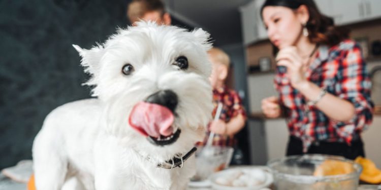 Est-ce que les chiens peuvent boire du lait ?