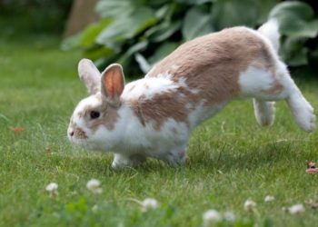 Quel est le lapin qui saute le plus haut ?