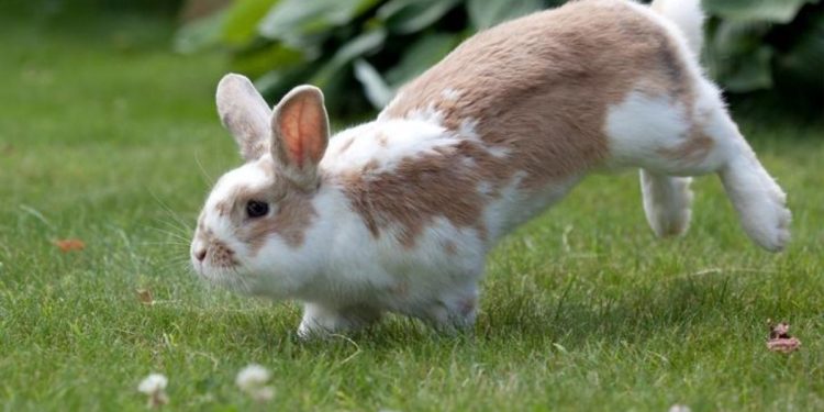 Quel est le lapin qui saute le plus haut ?