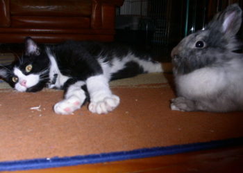 Pourquoi mon lapin se jette sur le côté ?