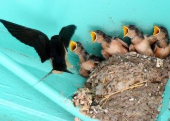 Comment les oisillons sortent du nid ?