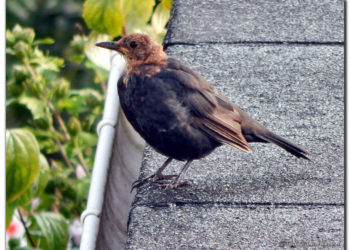 Qui est la femelle du Merle ?