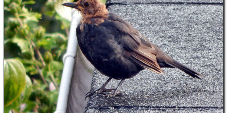 Qui est la femelle du Merle ?