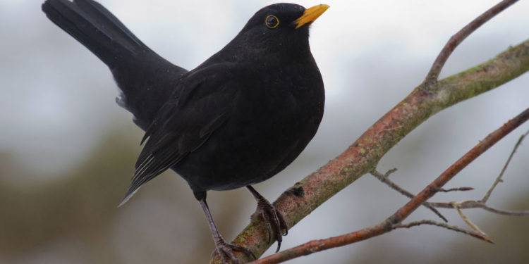 Pourquoi un merle cri ?
