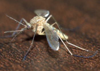 Pourquoi le moustique est l'animal le plus dangereux ?