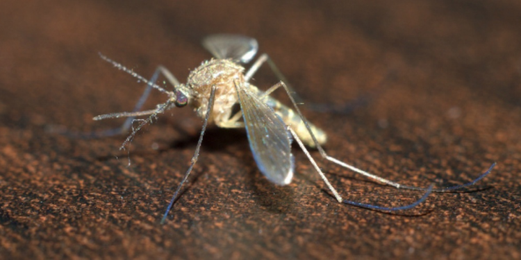 Pourquoi le moustique est l'animal le plus dangereux ?