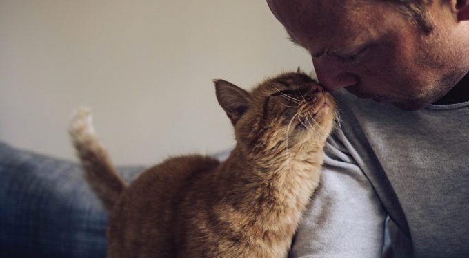 Pourquoi Le Nez D Un Chat Est Humide