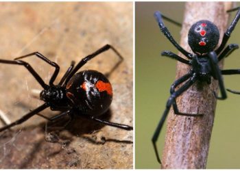 Où vit la veuve noire en France ?