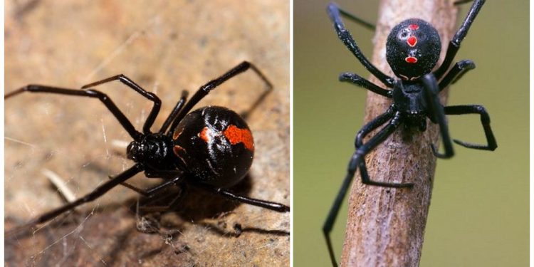 Où vit la veuve noire en France ?