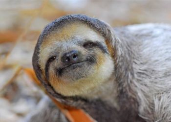 Quel est l'animal le plus lent dans l'eau ?