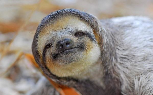 Quel est l'animal le plus lent dans l'eau ?