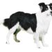 Quelle race de chien est interdit en France ?