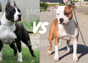 Quelle est la différence entre un Staffie et un staff ?