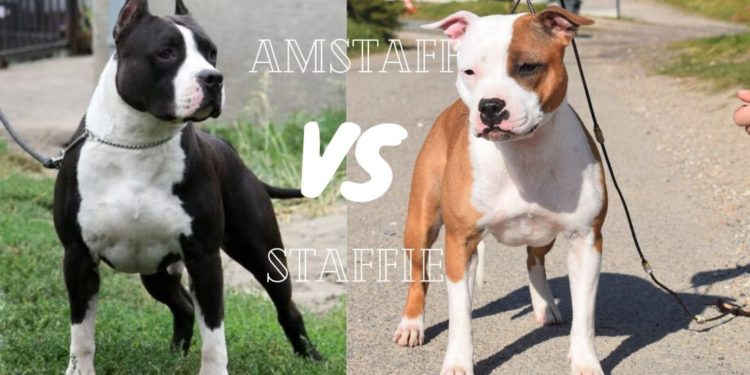 Quelle est la différence entre un Staffie et un staff ?
