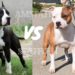 Quelle est la différence entre un Staffie et un staff ?