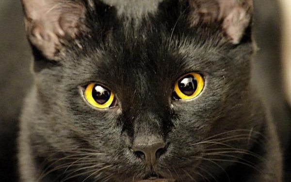 Quelle est la race des chats noirs et blancs ?