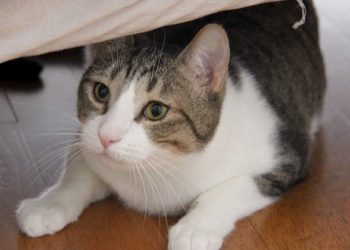 Pourquoi les poils de mon chat deviennent blanc ?