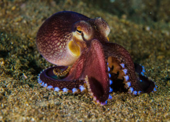 Est-ce que le poulpe est un mammifère ?