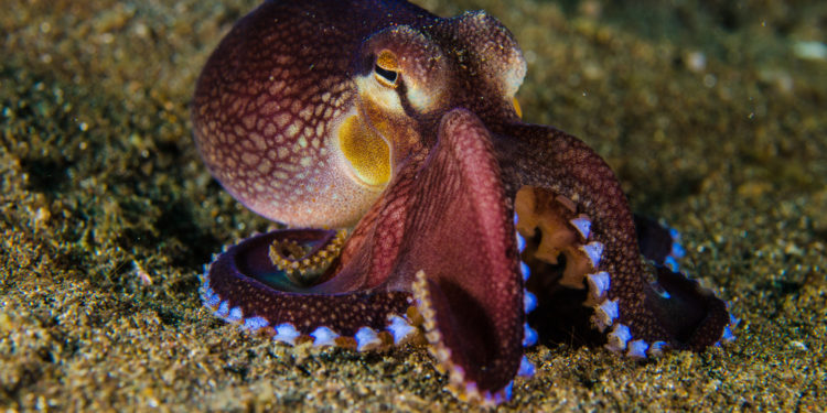 Est-ce que le poulpe est un mammifère ?