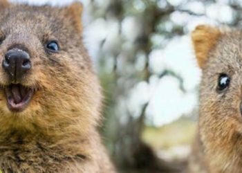 Quel est l'animal qui sourit ?