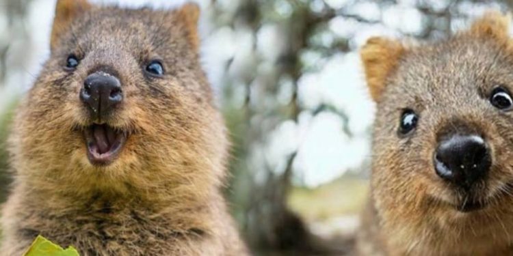 Quel est l'animal qui sourit ?