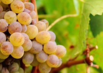 Pourquoi les raisins ne sont pas bons pour les chiens ?