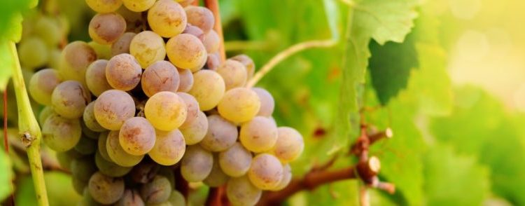 Pourquoi les raisins ne sont pas bons pour les chiens ?