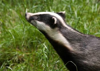 Quel est l'animal qui sent le plus mauvais ?