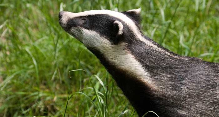 Quel est l'animal qui sent le plus mauvais ?