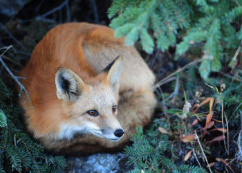 Pourquoi le renard est roux ?