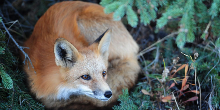 Pourquoi le renard est roux ?