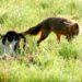 Est-ce que le renard mange les chats ?