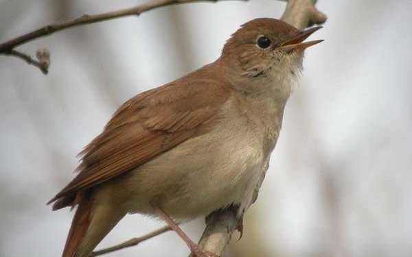 Pourquoi les oiseaux ne chantent pas la nuit ?