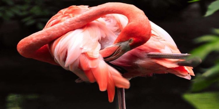 Quelle est la durée de vie d'un staff américain ?