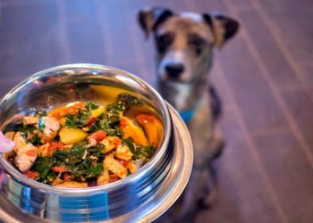 Est-ce que le sucre est bon pour les chiens ?