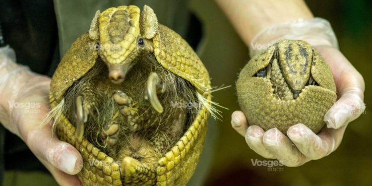 Comment s'appelle le bébé du tatou ?