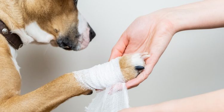Comment soigner une Pododermatite chez le chien ?