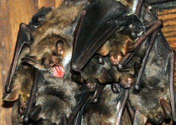 Est-ce que les Chauves-souris Aiment-elles la lumière ?
