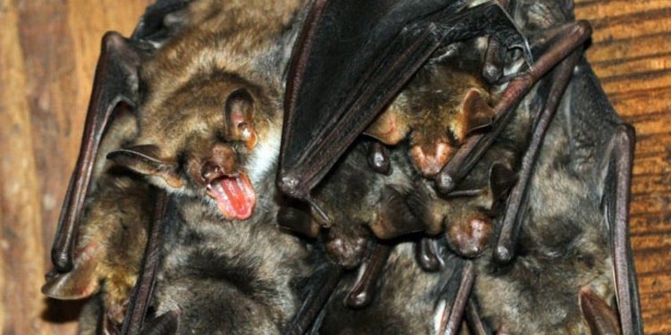 Est-ce que les Chauves-souris Aiment-elles la lumière ?