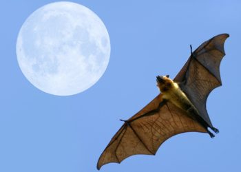Pourquoi Voit-on des Chauves-souris le jour ?