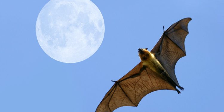 Pourquoi Voit-on des Chauves-souris le jour ?